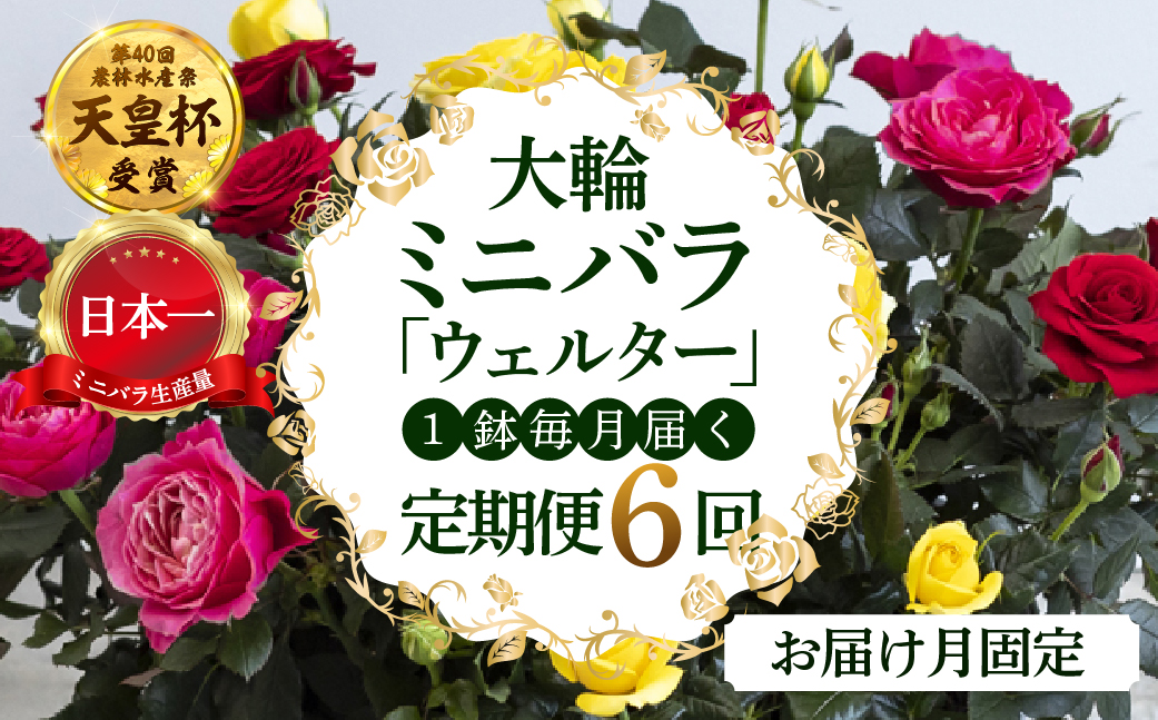 【定期便】全6回 産地直送 大輪系 ミニバラ鉢植 ウェルター 1鉢 × 6回 [お届け月固定] 種類おまかせ 特別 四季咲き バラ 花 ガーデニング 生産量 日本一 天皇杯 ※沖縄 離島配送不可 薔薇 セントラルローズ