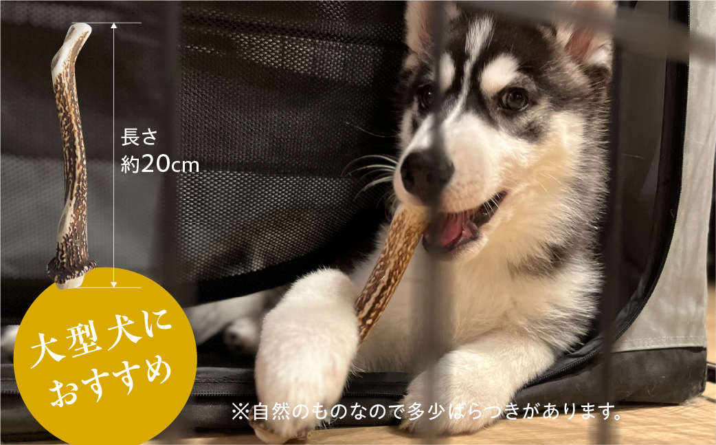 鹿角 犬用 歯磨きガム 20cm 大型犬用 デンタルケア おもちゃ ペット用品 犬 消毒済み 国産 天然 [mt1539] 14000円