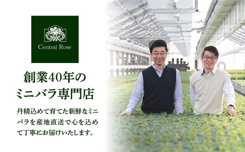 産地直送 ミニバラ 花束 50本 ラッピング付 切花 切り花 カットローズ 品種 色 おまかせ 訳あり 訳アリ 四季咲き ミニ バラ 花 ガーデニング 生産量 日本一 ※沖縄 離島配送不可 薔薇 セントラルローズ [mt2085]