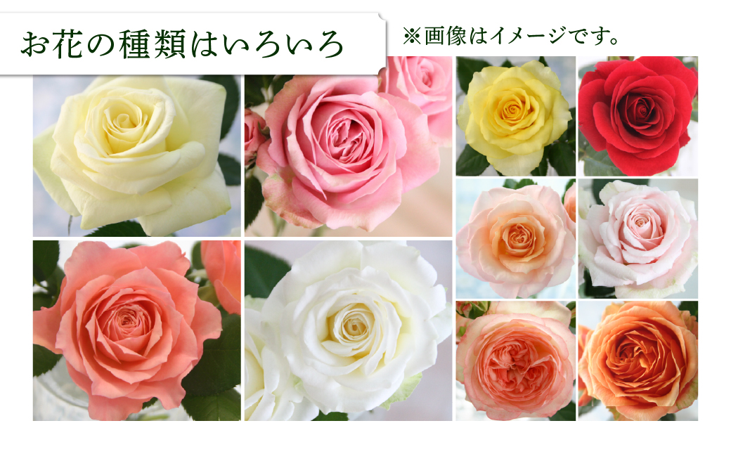 産地直送 ミニバラ トロフィーカップ（小） くっきり（濃いMIX） [11月〜4月 お届け] 品種 おまかせ のため 訳あり 訳アリ 四季咲き ミニバラ 花 ガーデニング 生産量 日本一 天皇杯 鉢植 ※沖縄 離島配送不可 薔薇 セントラルローズ [mt1901_koi] 40000円 4万