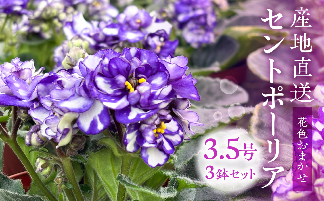 【ふるさと納税】産地直送 セントポーリア3鉢セット 四季咲き 花　家庭菜園 3.5号鉢 ポット苗 母の日 人気 おまかせ 室内　初心者　栽培　鉢植え　送料無料　ロイヤルグリーン　ガーデニング　土　趣味　癒し　新居　自分用　プレゼント[mt1774]　9000円　１万円以内