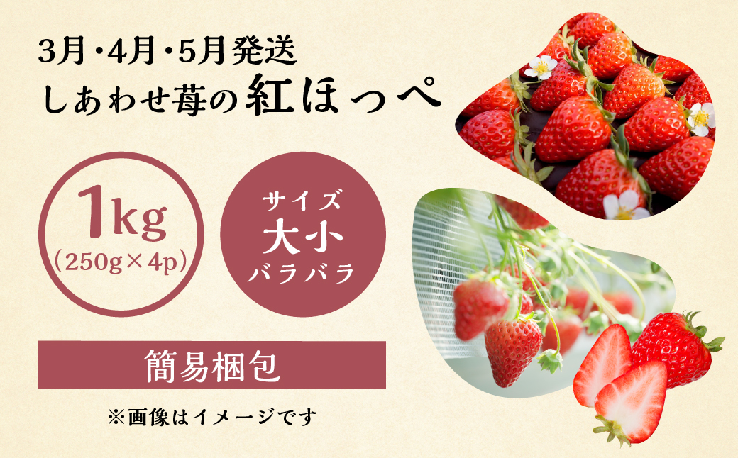 【定期便5回】いちご贅沢 定期便 5回 紅ほっぺ 600-700g 1kg しあわせ苺 サイズ バラバラ 訳あり 訳アリ 含む 農園直送 [mt198] フルーツ 苺 イチゴ 人気 本巣市 果物 2024年-2025年 先行予約 [mt526]