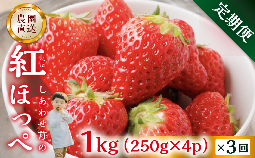 【定期便3回】自宅用 いちご 紅ほっぺ 1kg (250g × 4p ）3か月 3回 [mt1307_25]｜フルーツ 果物 スイーツ 苺 いちご イチゴ しあわせ苺 サイズ バラバラ 訳あり 訳アリ 含む 農園直送 送料無料 人気 苺 国産 岐阜県 本巣市 2027年 先行予約 45000円