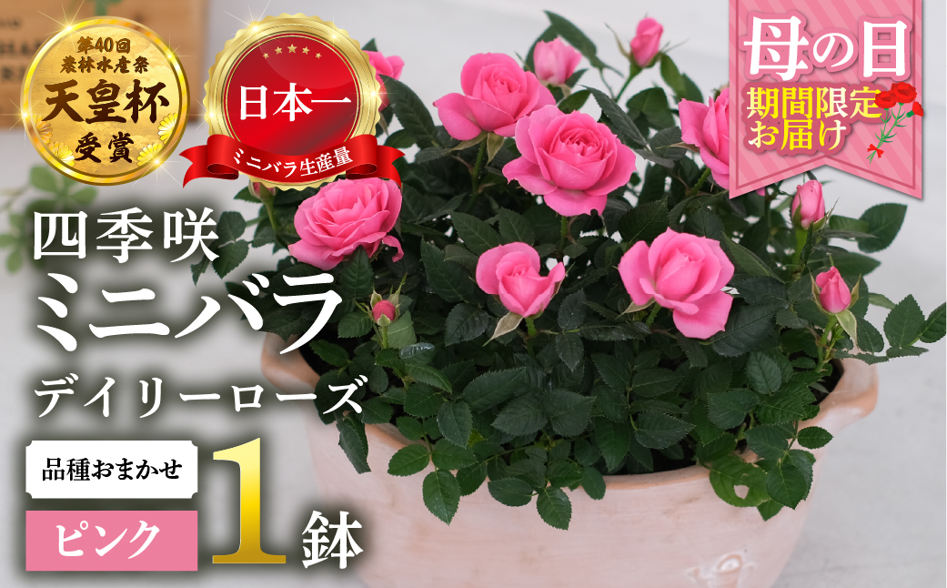 【母の日】 ミニバラ ピンク 鉢植え デイリーローズ 産地直送 品種おまかせ のため 訳あり [5月7日〜10日 お届け] 四季咲き 花 ガーデニング 生産量 日本一 天皇杯 沖縄 離島配送不可 薔薇 セントラルローズ [mt1898pink] 25000円