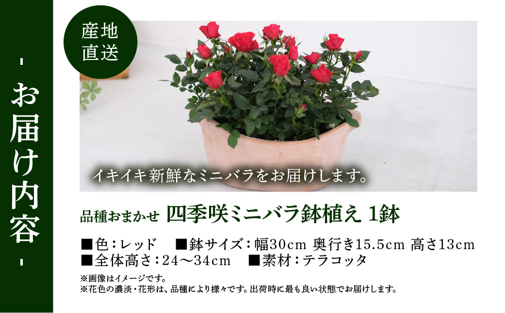 【母の日】ミニバラ レッド  鉢植え デイリーローズ 産地直送 品種おまかせ のため 訳あり [5月7日〜10日 お届け] 四季咲き 花 ガーデニング 生産量 日本一 天皇杯 沖縄 離島配送不可 薔薇 セントラルローズ [mt1898red] 25000円