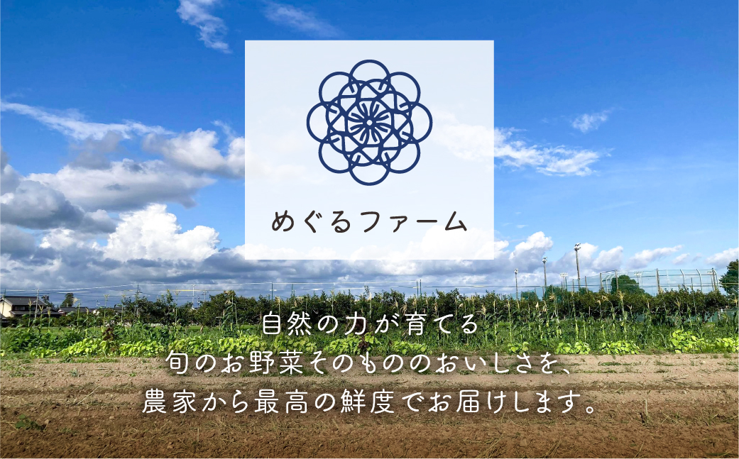 【定期便】年4回お届け 季節の野菜セット 7～14品目 品目おまかせ のため 訳あり 訳アリ BBQ 春 夏 秋 冬 野菜 岐阜県産 本巣市 朝採り 産地直送 新鮮 数量限定 冷蔵 めぐるファーム