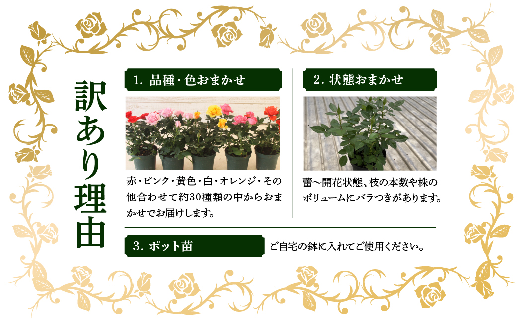 産地直送 おまかせミニバラ20鉢詰め合わせ [11月〜3月 お届け] 大容量 品種おまかせのため 訳あり 訳アリ 四季咲き バラ 花 ガーデニング 生産量 日本一 天皇杯 3.5号 ポット苗 ※沖縄 離島配送不可 薔薇 セントラルローズ