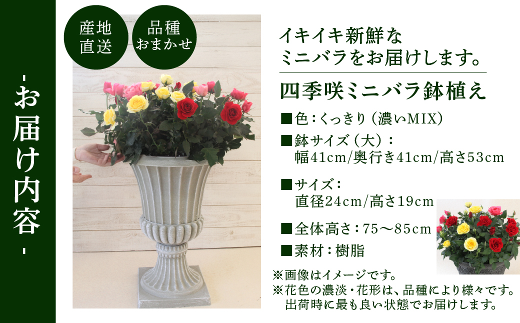 産地直送 ミニバラ トロフィーカップ（大） くっきり（濃いMIX） [11月〜4月 お届け] 品種 おまかせ のため 訳あり 訳アリ 四季咲き ミニバラ 花 ガーデニング 生産量 日本一 天皇杯 鉢植 ※沖縄 離島配送不可 薔薇 セントラルローズ [mt1903_koi] 100000円 10万