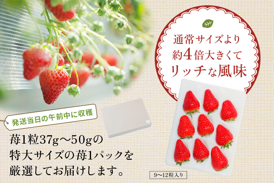 [希少] 特大サイズのしあわせ苺 (紅ほっぺ) 1パック【栄養をたっぷり吸収して育った特大いちご！】★発送は12月下旬より順次 [0872]