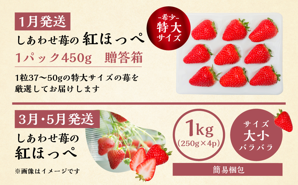 【定期便3回】いちご贅沢 紅ほっぺ 450g 1kg しあわせ苺 サイズ バラバラ 訳あり 訳アリ 含む 農園直送 [mt198] フルーツ 苺 イチゴ 人気 本巣市 果物 先行予約 [mt211]