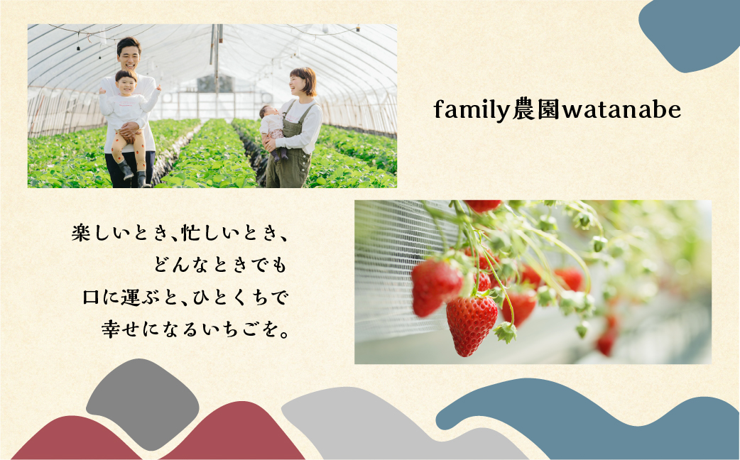 【定期便5回】 いちご贅沢 定期便 5回 品種おまかせ しあわせ苺  1kg ( 250g × 4p ) しあわせ苺 サイズ バラバラ 訳あり 訳アリ 含む 農園直送 フルーツ 苺 イチゴ 人気 本巣市 果物 先行予約 family農園watanabe [mt526]