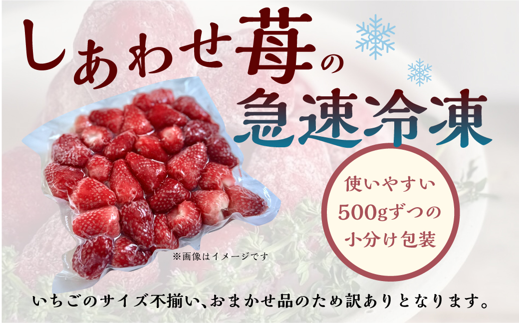 【2026年5月より発送】《 訳あり 》 冷凍いちご 品種おまかせ 3kg (500g × 6p) 簡易梱包 サイズ 不揃い のため 訳あり 訳アリ フルーツ 果物 苺 いちご イチゴ 紅ほっぺ よつぼし かおり野 アイス ヨーグルト 苺 family農園watanabe 子ども 小分け 家庭用 国産 産地直送 岐阜県 本巣市 2万 20000円 [mt1506_omkase]