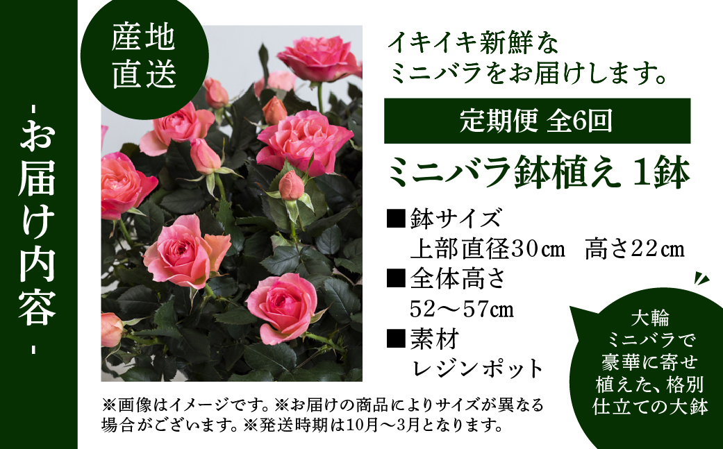 【定期便】全6回 産地直送 大輪系 ミニバラ鉢植 ウェルター 1鉢 × 6回 [お届け月固定] 種類おまかせ 特別 四季咲き バラ 花 ガーデニング 生産量 日本一 天皇杯 ※沖縄 離島配送不可 薔薇 セントラルローズ