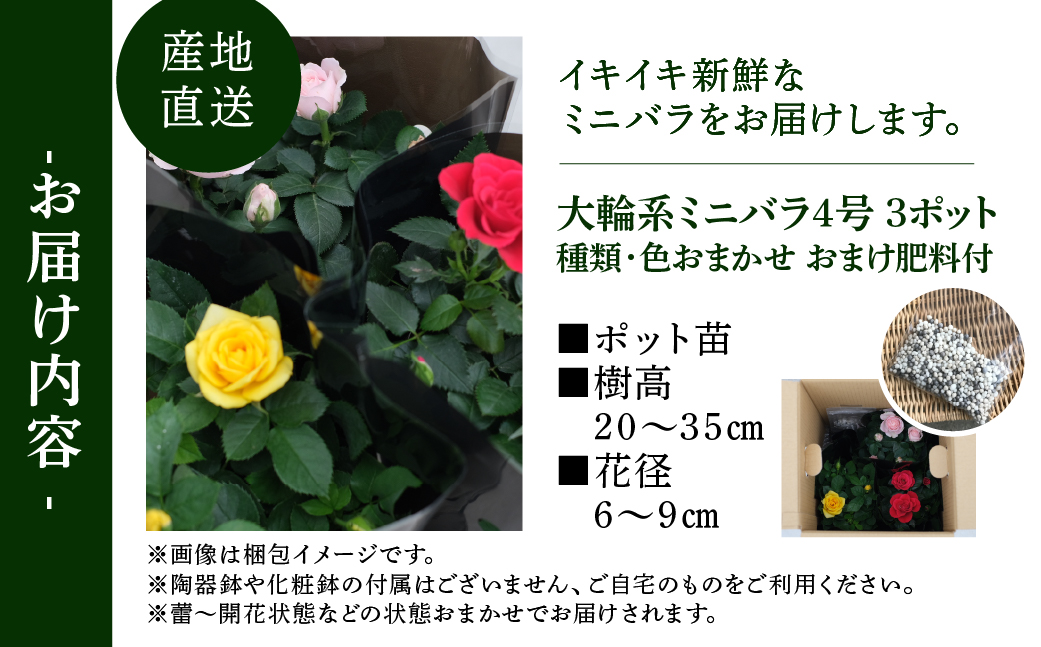 産地直送 おまかせ 大輪系 ミニバラ3鉢詰め合わせ [11月〜3月 お届け] 品種おまかせのため 訳あり 訳アリ 四季咲き ミニバラ 花 ガーデニング 生産量 日本一 天皇杯 4号 ポット苗 肥料付 ※沖縄 離島配送不可 薔薇 セントラルローズ