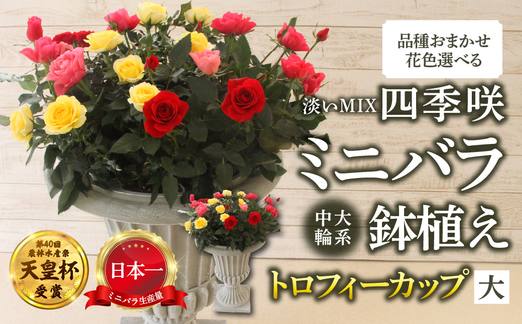 産地直送 ミニバラ トロフィーカップ（大） ふんわり（淡いMIX） [11月〜4月 お届け] 品種 おまかせ のため 訳あり 訳アリ 四季咲き ミニバラ 花 ガーデニング 生産量 日本一 天皇杯 鉢植 ※沖縄 離島配送不可 薔薇 セントラルローズ [mt1903_awai] 100000円 10万