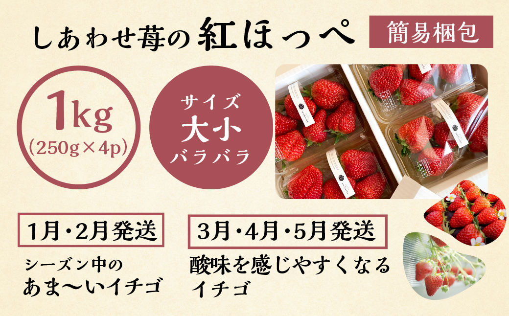 【定期便5回】 いちご贅沢 定期便 5回 品種おまかせ しあわせ苺  1kg ( 250g × 4p ) しあわせ苺 サイズ バラバラ 訳あり 訳アリ 含む 農園直送 フルーツ 苺 イチゴ 人気 本巣市 果物 先行予約 family農園watanabe [mt526]