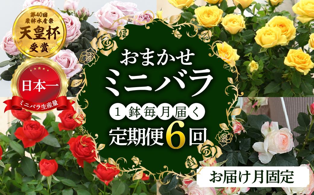 【定期便】全6回 産地直送 ミニバラ鉢植 1鉢 × 6回 [お届け月固定] 種類おまかせ 四季咲き バラ 花 ガーデニング 生産量 日本一 天皇杯 ※沖縄 離島配送不可 薔薇 セントラルローズ