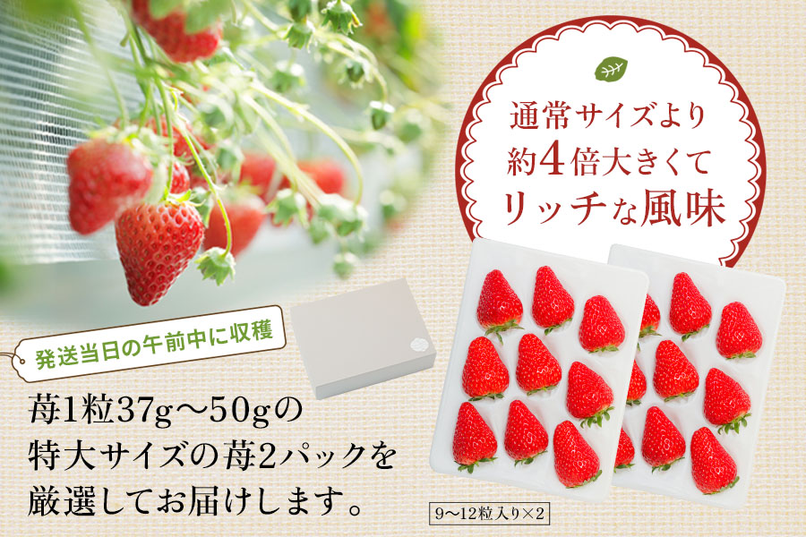 [希少] 特大サイズのしあわせ苺 (紅ほっぺ) 2パック【栄養をたっぷり吸収して育った特大いちごをたっぷりお届け！】★発送は12月下旬より順次 [0873]