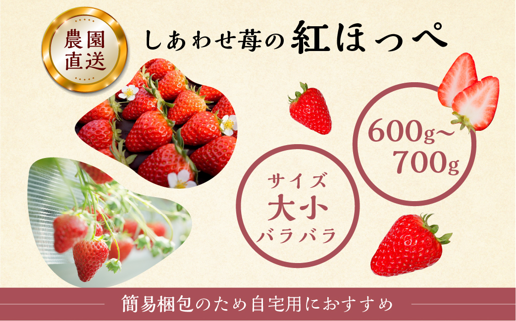 【12月下旬～発送】 先行予約 自宅用 いちご 紅ほっぺ 600-700g [しあわせ苺] サイズ バラバラ のため 訳あり 訳アリ 農園直送 フルーツ 大粒 スイーツ 苺 イチゴ 大人 人気 簡易梱包 家庭用 産地直送 いちご 激甘 送料無料 岐阜県 本巣市 2024年-2025年 【202409_フルーツ先行予約】いちご