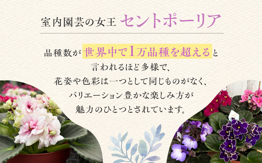 【ふるさと納税】産地直送 セントポーリア3鉢セット 四季咲き 花　家庭菜園 3.5号鉢 ポット苗 母の日 人気 おまかせ 室内　初心者　栽培　鉢植え　送料無料　ロイヤルグリーン　ガーデニング　土　趣味　癒し　新居　自分用　プレゼント[mt1774]　9000円　１万円以内