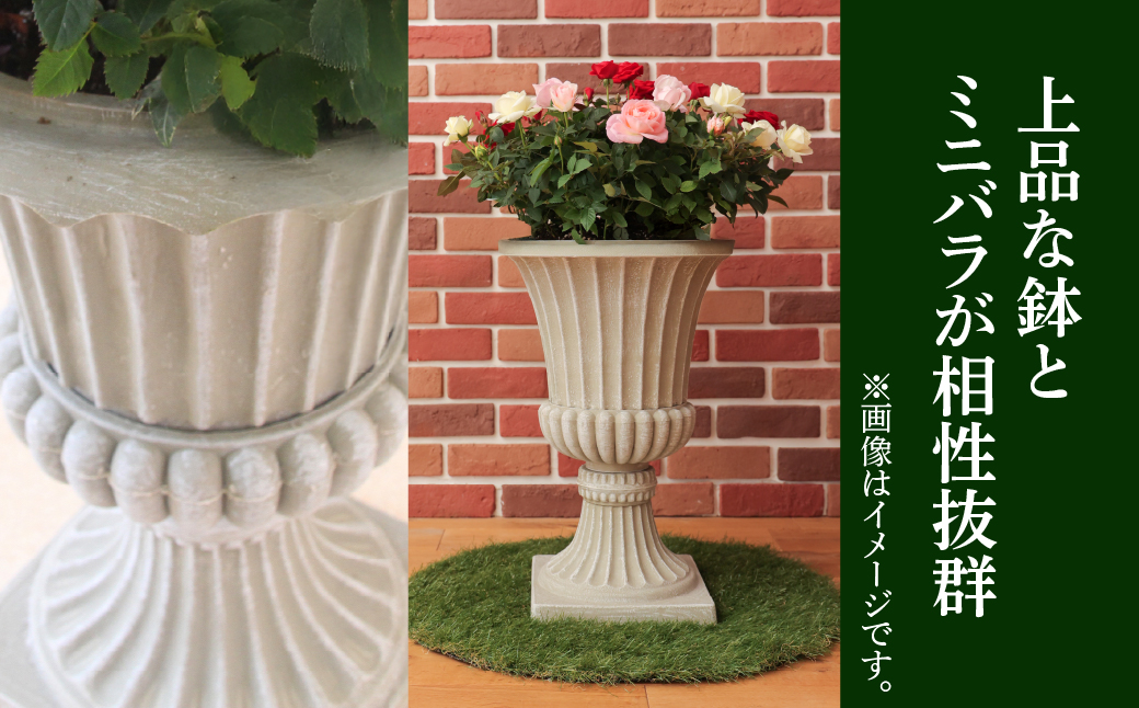 産地直送 ミニバラ トロフィーカップ（大） ふんわり（淡いMIX） [11月〜4月 お届け] 品種 おまかせ のため 訳あり 訳アリ 四季咲き ミニバラ 花 ガーデニング 生産量 日本一 天皇杯 鉢植 ※沖縄 離島配送不可 薔薇 セントラルローズ [mt1903_awai] 100000円 10万