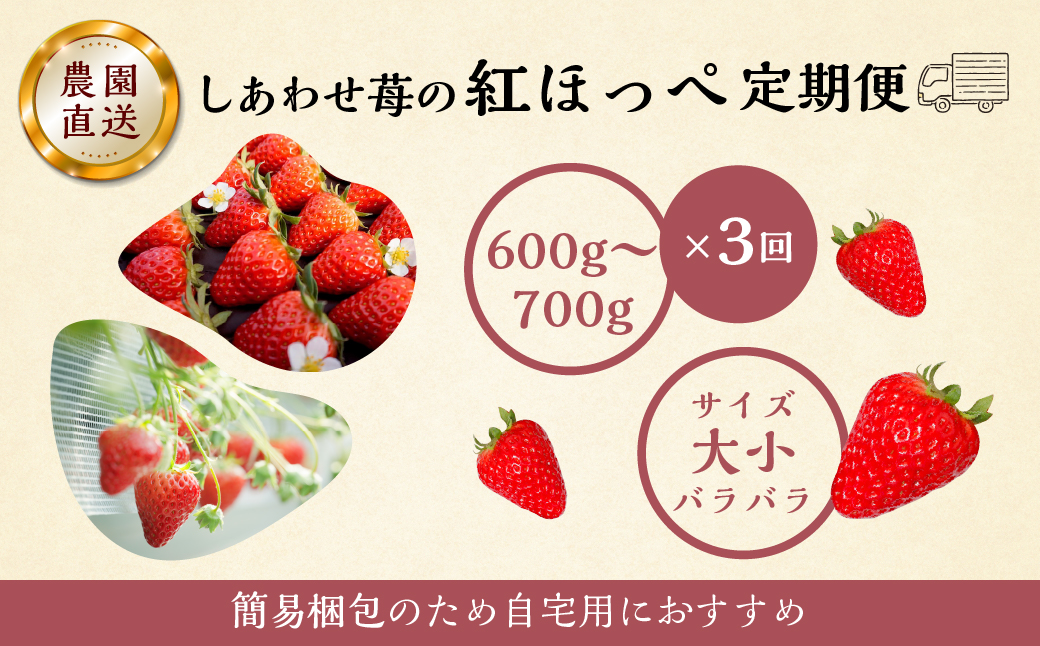 【定期便3回】自宅用 いちご 紅ほっぺ 600-700g ×3回 [しあわせ苺] サイズ バラバラ 訳あり 訳アリ 農園直送｜フルーツ スイーツ 苺 イチゴ 人気 簡易梱包 家庭用 産地直送 いちご 激甘 岐阜県 本巣市 先行予約 [mt208]