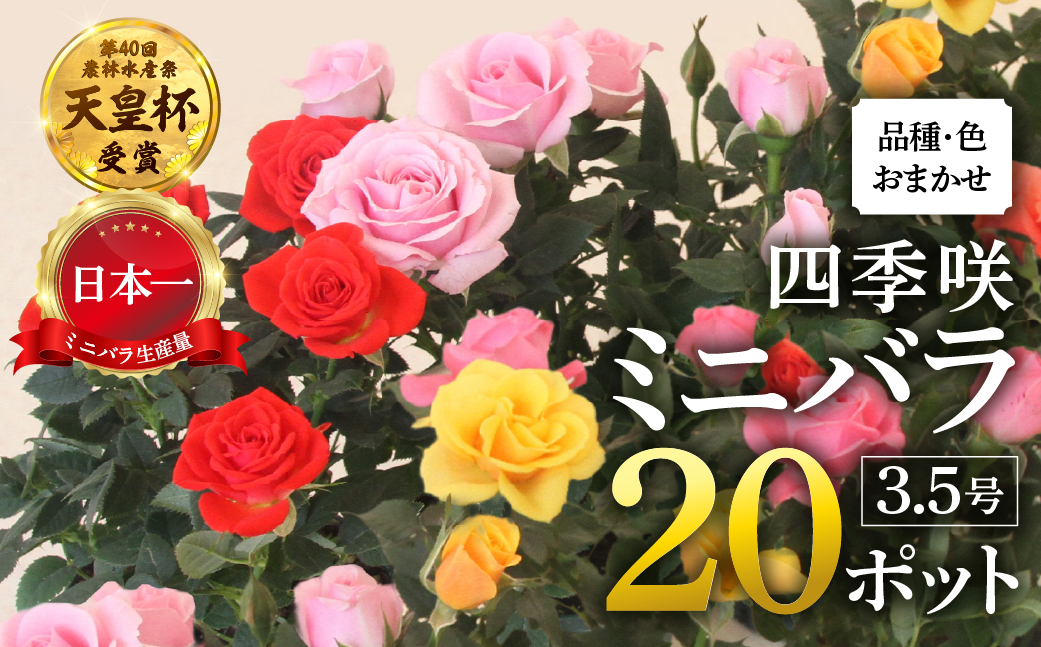 産地直送 おまかせミニバラ20鉢詰め合わせ [11月〜3月 お届け] 大容量 品種おまかせのため 訳あり 訳アリ 四季咲き バラ 花 ガーデニング 生産量 日本一 天皇杯 3.5号 ポット苗 ※沖縄 離島配送不可 薔薇 セントラルローズ