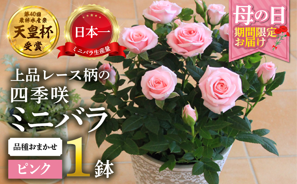 【母の日】ミニバラ ピンク 鉢植え レース柄 産地直送 品種おまかせ のため 訳あり [5月7日〜10日 お届け] 四季咲き 花 ガーデニング 生産量 日本一 天皇杯 ※沖縄 離島配送不可 薔薇 セントラルローズ [mt1896pink] 10000円 1万