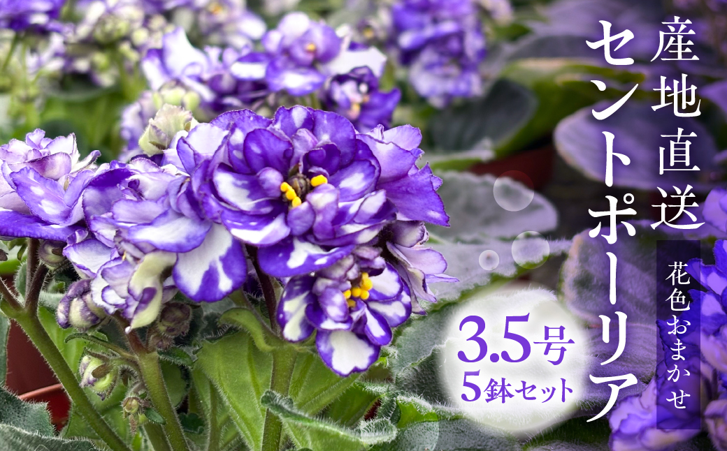 【ふるさと納税】産地直送 セントポーリア5鉢セット 四季咲き 花　家庭菜園 3.5号鉢 ポット苗 母の日 人気 おまかせ 室内　初心者　栽培　鉢植え　送料無料　ロイヤルグリーン　ガーデニング　土　趣味　癒し　新居　自分用　プレゼント[mt1773]　15000円 2万円以内