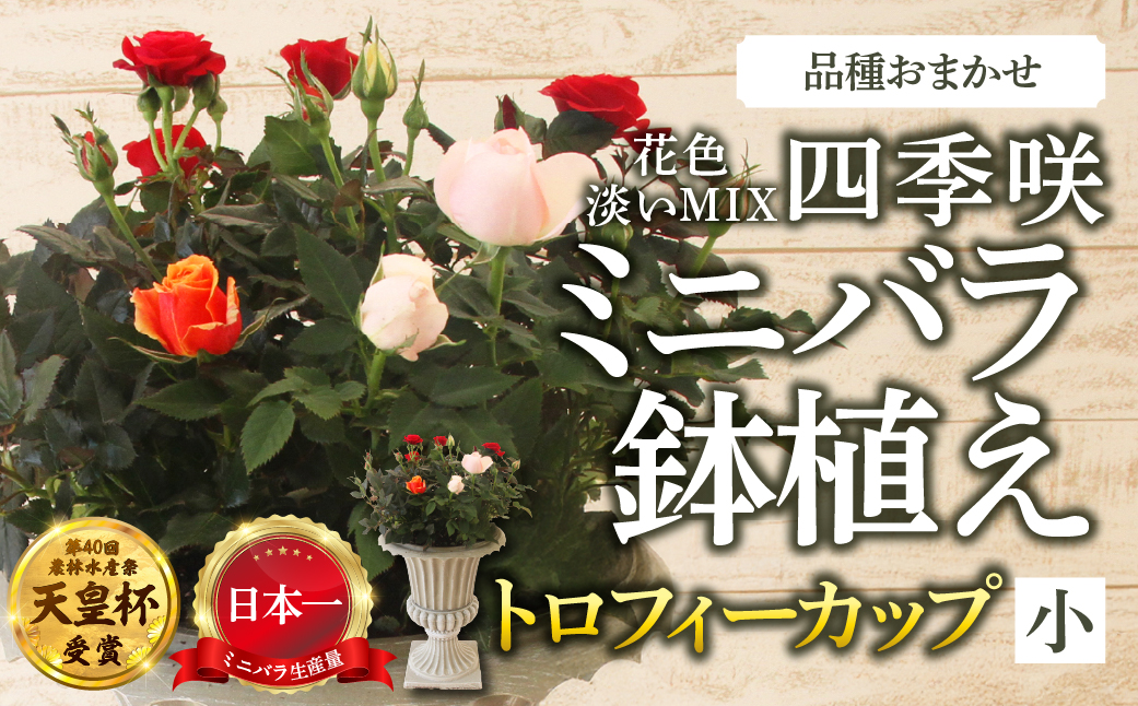産地直送 ミニバラ トロフィーカップ（小） ふんわり（淡いMIX） [11月〜4月 お届け] 品種 おまかせ のため 訳あり 訳アリ 四季咲き ミニバラ 花 ガーデニング 生産量 日本一 天皇杯 鉢植 ※沖縄 離島配送不可 薔薇 セントラルローズ [mt1901] 40000円 4万