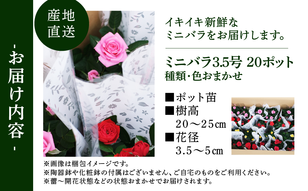 産地直送 おまかせミニバラ20鉢詰め合わせ [11月〜3月 お届け] 大容量 品種おまかせのため 訳あり 訳アリ 四季咲き バラ 花 ガーデニング 生産量 日本一 天皇杯 3.5号 ポット苗 ※沖縄 離島配送不可 薔薇 セントラルローズ