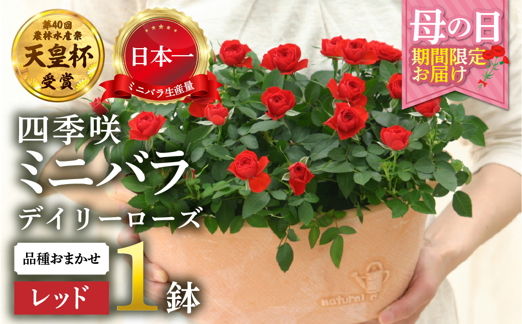 【母の日】ミニバラ レッド  鉢植え デイリーローズ 産地直送 品種おまかせ のため 訳あり [5月7日〜10日 お届け] 四季咲き 花 ガーデニング 生産量 日本一 天皇杯 沖縄 離島配送不可 薔薇 セントラルローズ [mt1898red] 25000円