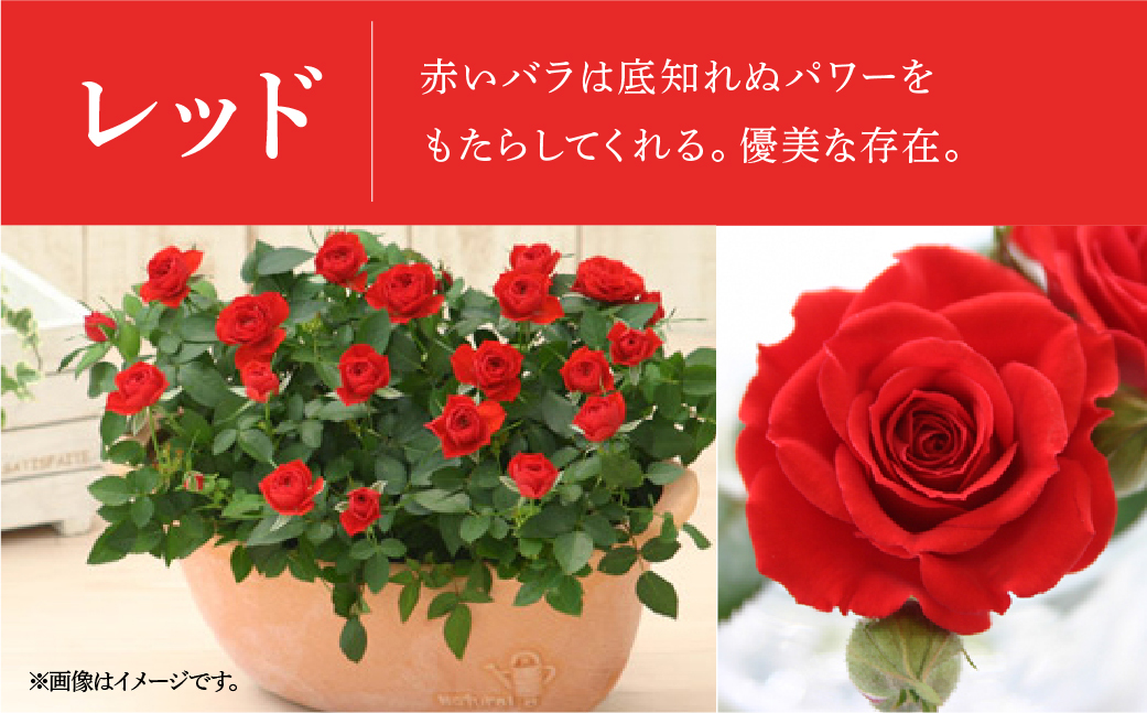 【母の日】ミニバラ レッド  鉢植え デイリーローズ 産地直送 品種おまかせ のため 訳あり [5月7日〜10日 お届け] 四季咲き 花 ガーデニング 生産量 日本一 天皇杯 沖縄 離島配送不可 薔薇 セントラルローズ [mt1898red] 25000円