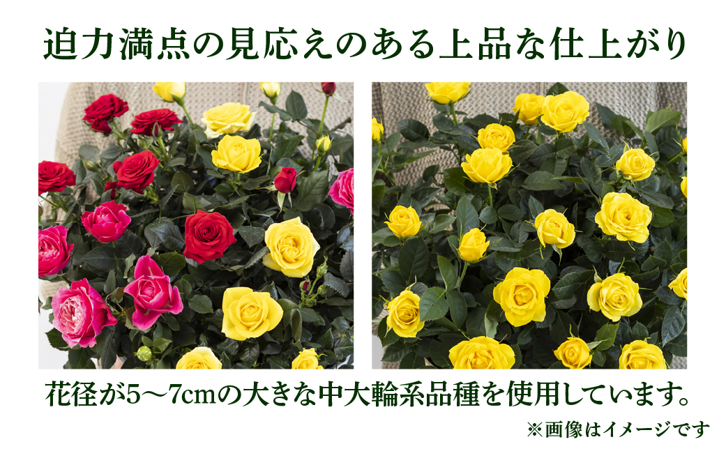 【定期便】全6回 産地直送 大輪系 ミニバラ鉢植 ウェルター 1鉢 × 6回 [お届け月固定] 種類おまかせ 特別 四季咲き バラ 花 ガーデニング 生産量 日本一 天皇杯 ※沖縄 離島配送不可 薔薇 セントラルローズ