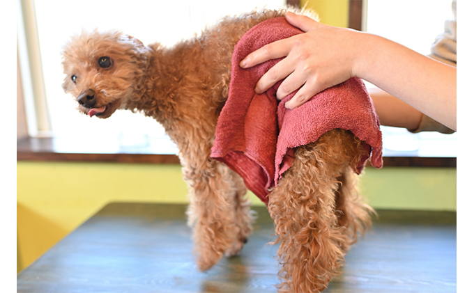 【犬用】ドライジェルニームシャンプー　200g　水の要らないシャンプー