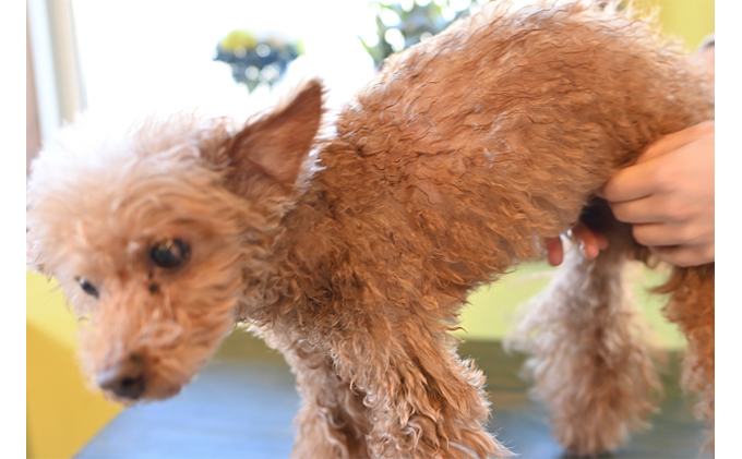 【犬用】ドライジェルニームシャンプー　200g　水の要らないシャンプー