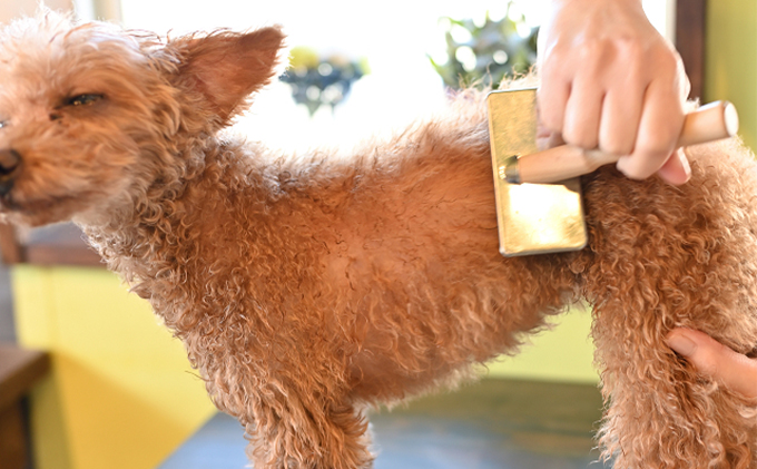 【犬用】ドライジェルニームシャンプー　200g　水の要らないシャンプー