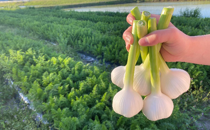 季節の野菜セット【栽培期間中　無農薬、無科学肥料】