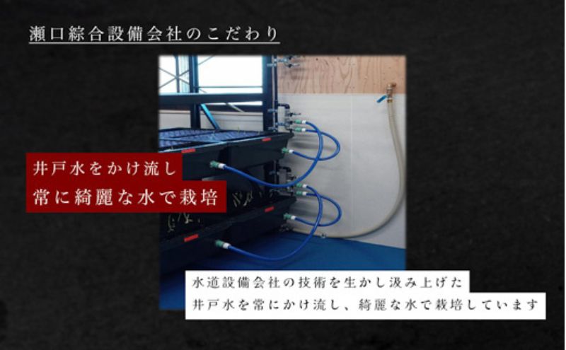 発芽にんにく餃子30個入り 餃子 にんにく にんにくたっぷり 国産にんにく 発芽にんにく 冷凍 臭わない おつまみ おかず 総菜 餃子専門店 ぎょうざ 工場直売 