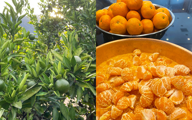 南濃みかんショコラセレクション(2缶) フールセック・小缶 菓子 お菓子 焼き菓子 セット 詰め合わせ チョコレート クッキー ショコラ 岐阜 海津市