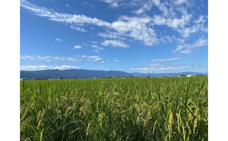 栽培期間中　農薬・化学肥料不使用で育てたお米/ハツシモ/米/玄米/毎月5キロ/定期便/６か月連続発送/計30キロ