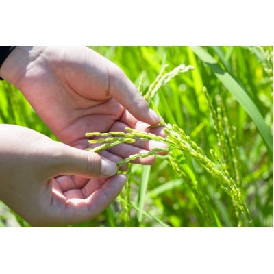 迺ー蠅驟肴ョ蝙玖セイ讌ュ縺ァ閧イ縺ヲ縺溘蟯宣懃恁縺ョ縺顔アウ縲繝上ヤ繧キ繝「縲5kg (逋ス邀ウ)縲1715126縲