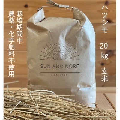 【令和7年産】初霜(源種)　玄米20kg　(栽培期間中農薬・化学肥料不使用)【1721462】