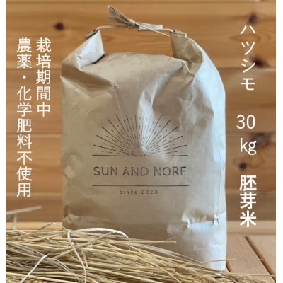 【令和7年産】初霜(源種)胚芽米30kg　(栽培期間中農薬・化学肥料不使用)【1721483】