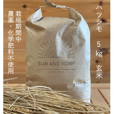 【令和7年産】初霜(源種)　玄米5kg　(栽培期間中農薬・化学肥料不使用)【1721458】