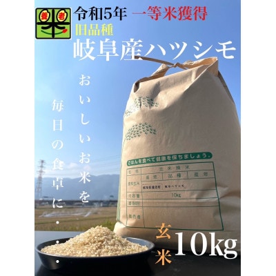 令和6年産　岐阜ハツシモ(旧品種)　10kg　玄米【1460330】