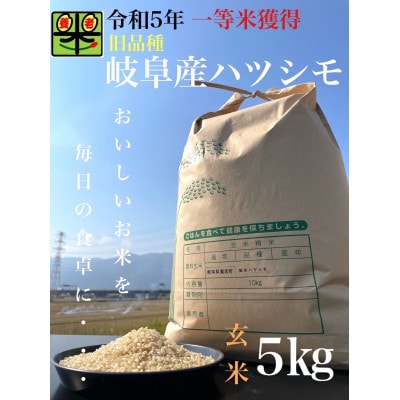 令和6年産　岐阜ハツシモ(旧品種)　5kg　玄米【1459559】