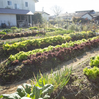 VillaCAMPO(ヴィラカンポ)1泊2食　薬膳ディナー付き宿泊プラン　1名様【1706233】