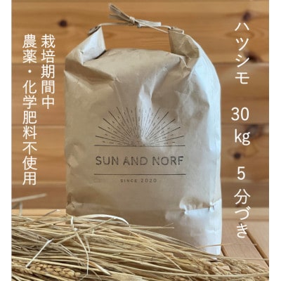 【令和7年産】初霜(源種)5分づき30kg　(栽培期間中農薬・化学肥料不使用)【1721469】