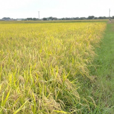 【令和7年産】初霜(源種)胚芽米20kg　(栽培期間中農薬・化学肥料不使用)【1721482】